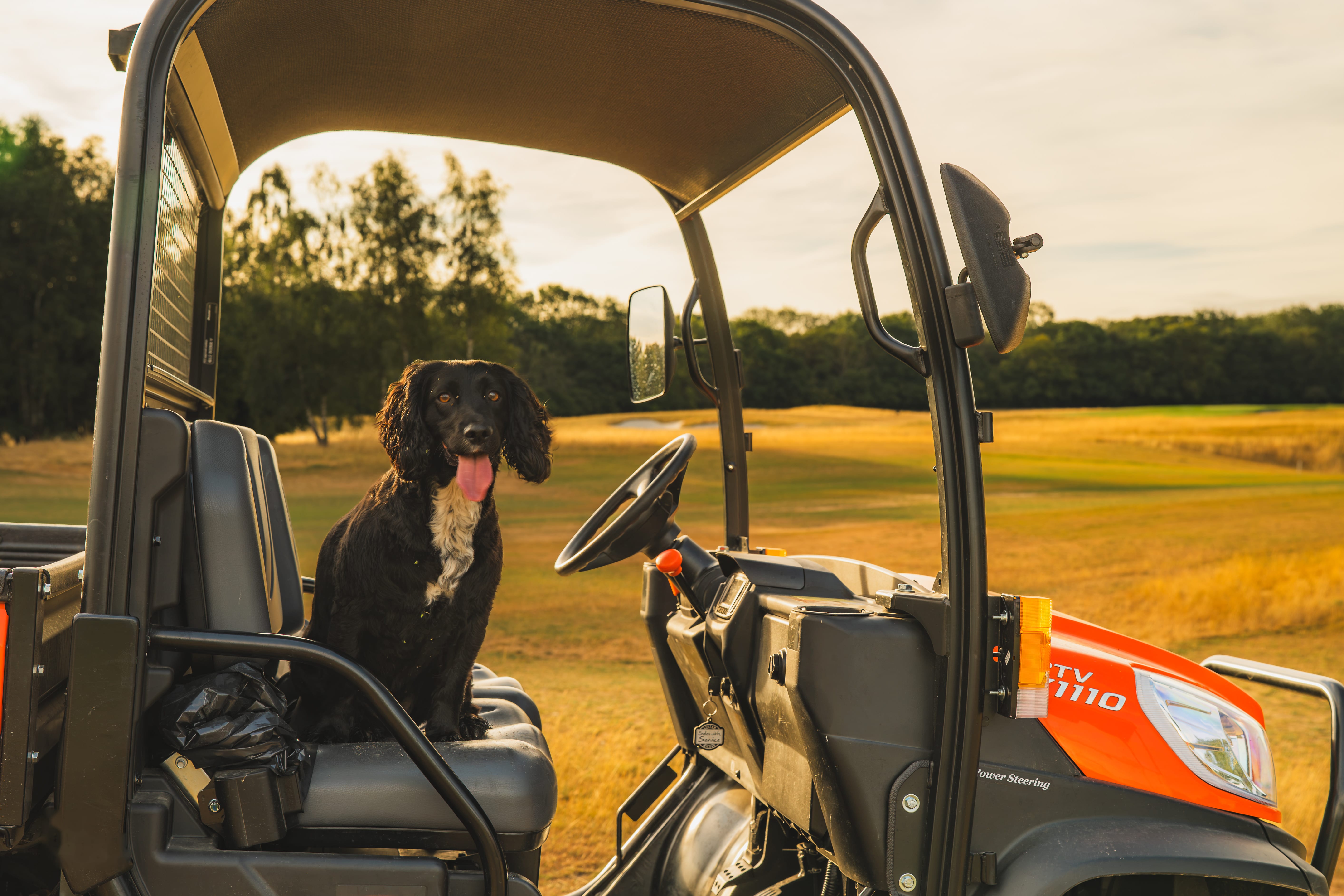 A spaniel sitting in a greenkeeping utility vehicle, tongue out