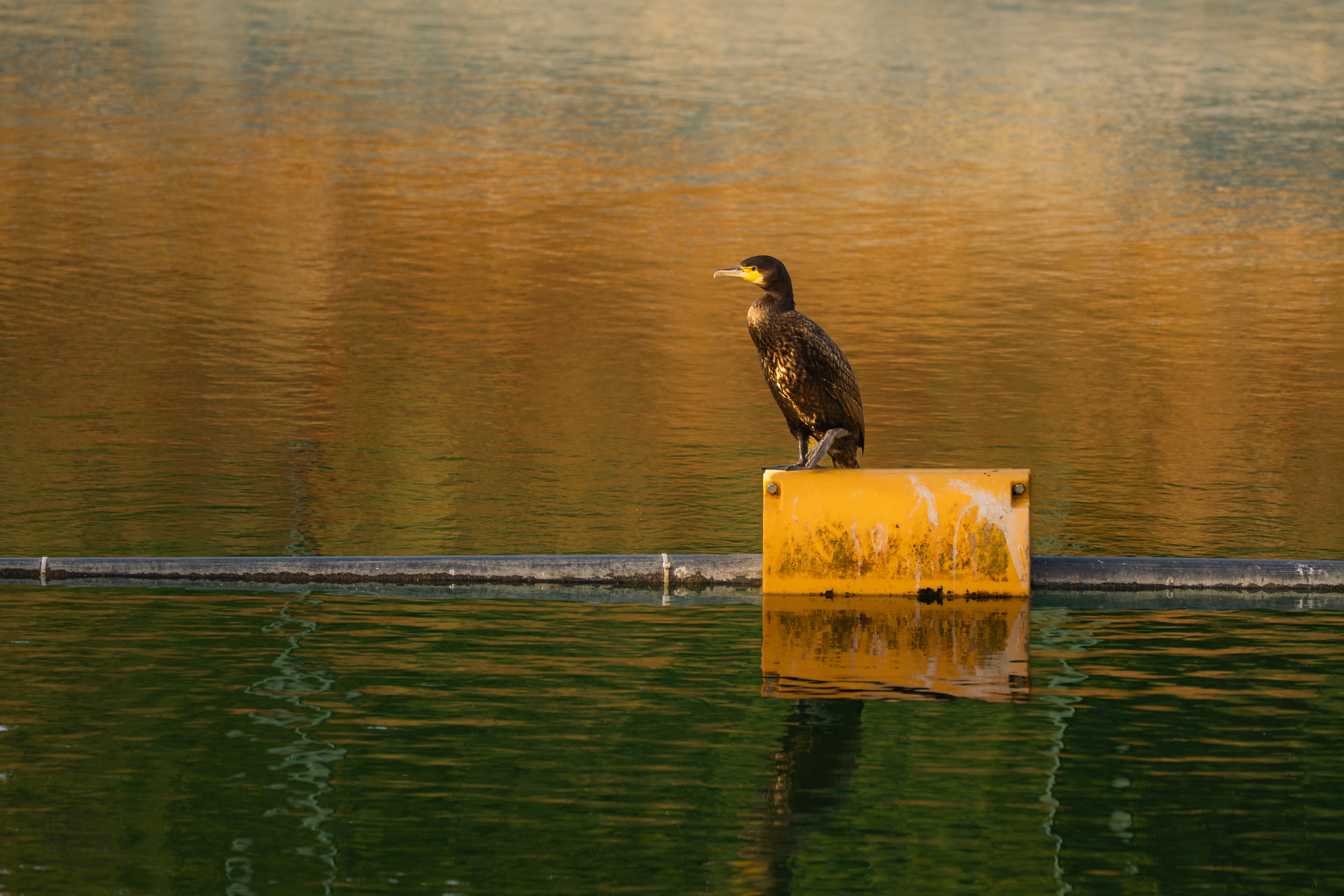 A cormorant perched on a marker post in the pond, lit gold at sunset