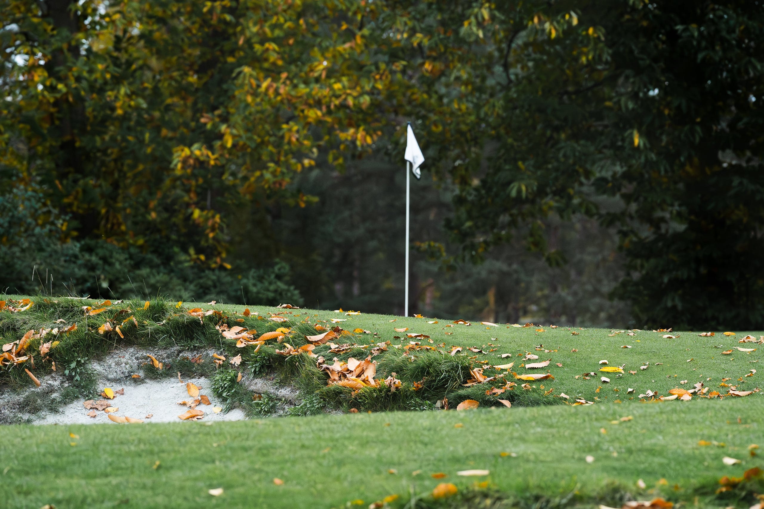 Autumn leaves scattered across a green